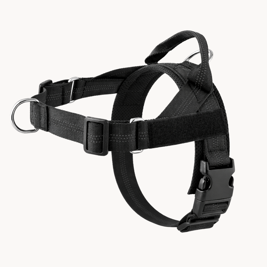 Black Harness