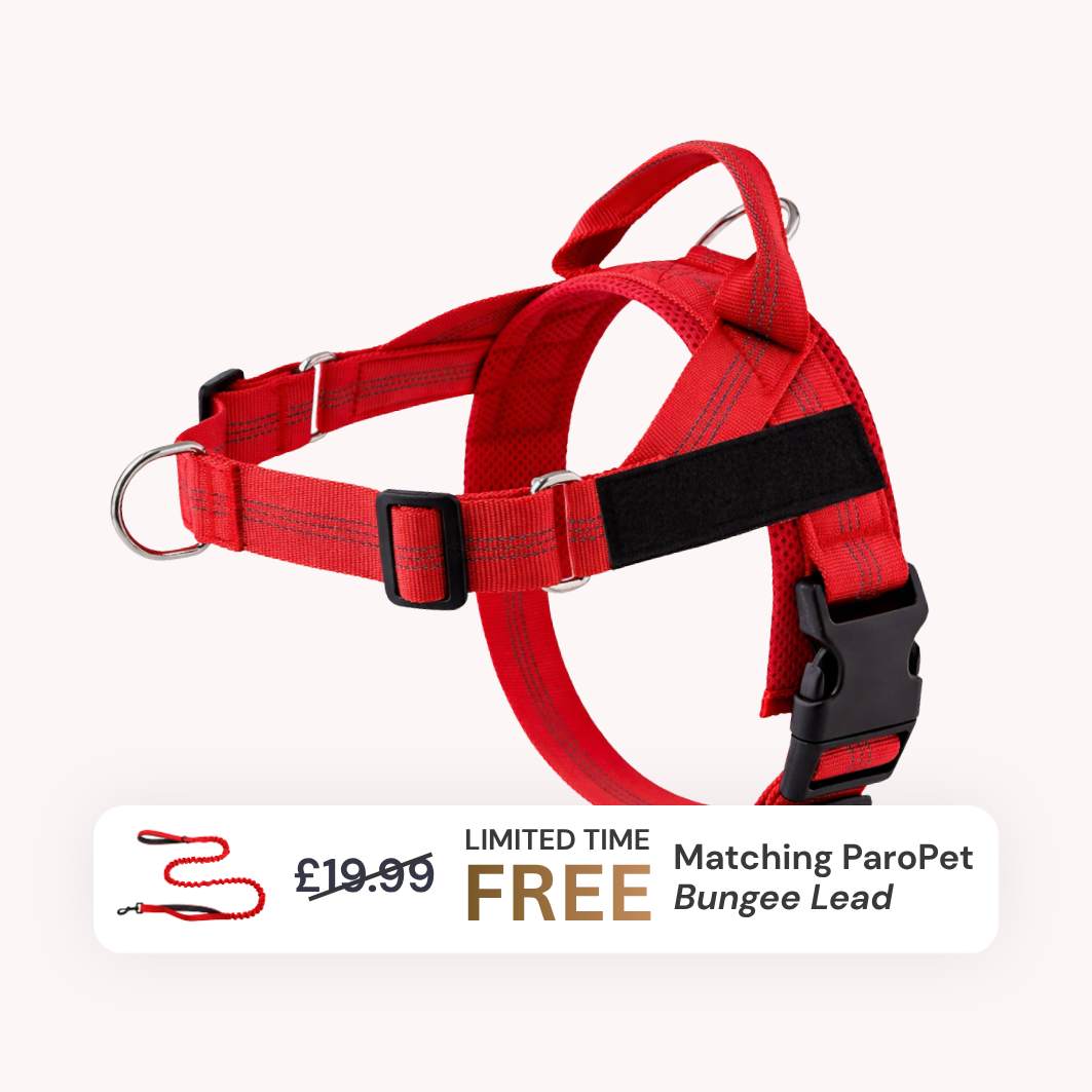 Extra No-Pull Harness