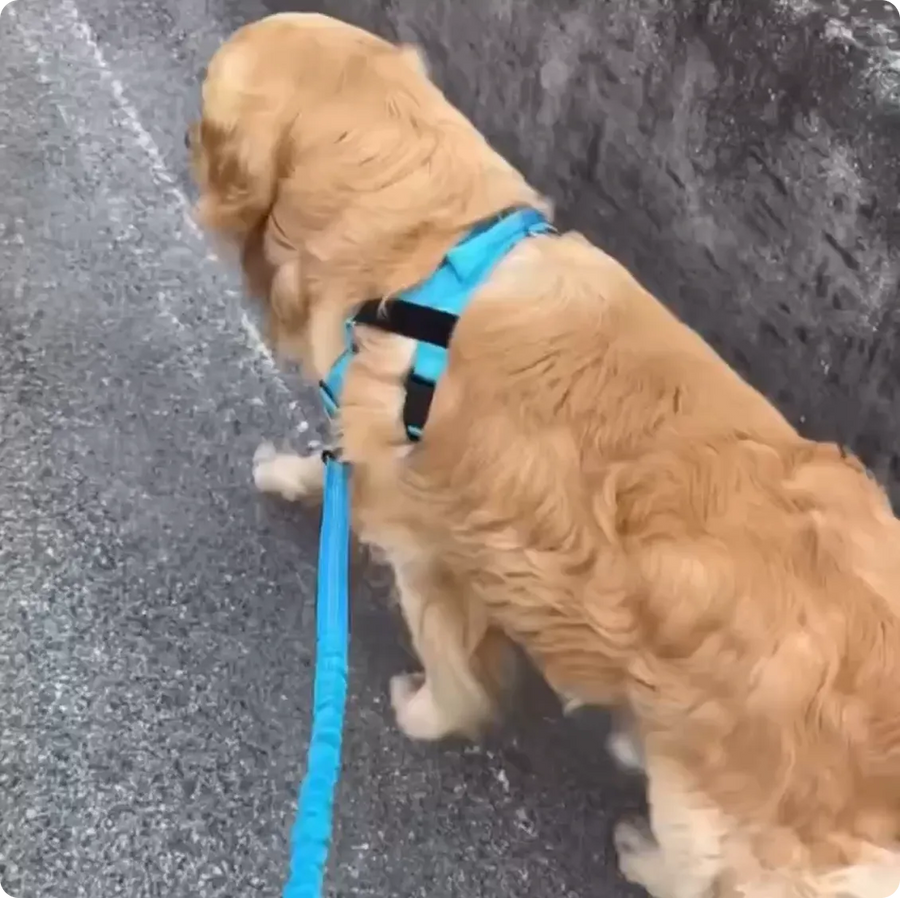 Customer clip of a golden retriever on a walk
