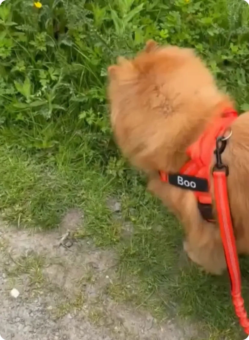 Customer clip of a calm walk
