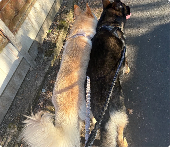 Go From Avoiding Walks to Looking Forward to Walks