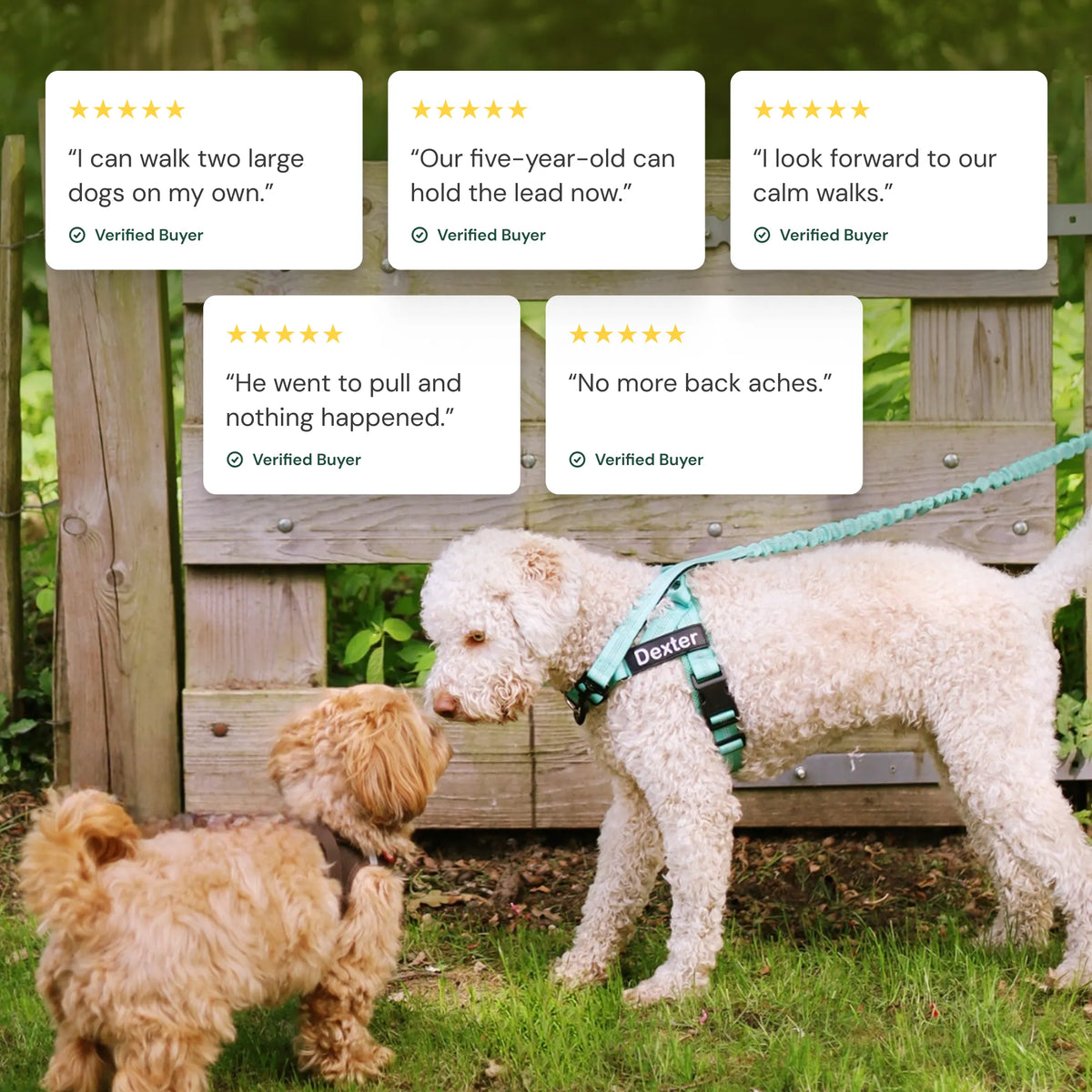 ParoPet No-Pull Dog Harness