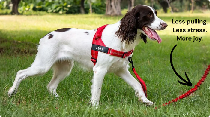 Easier to Put On Excited, Wriggly Dogs