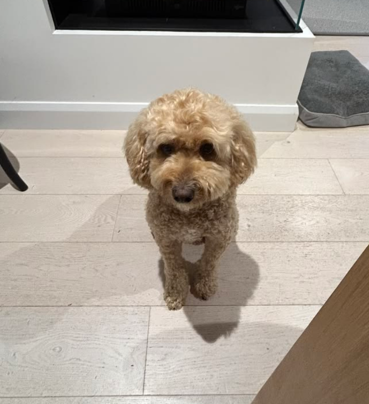 Chien avec harnais