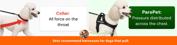 Collar puts all force on the throat; ParoPet distributes pressure across the chest