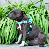 ParoPet No Pull Dog Harness